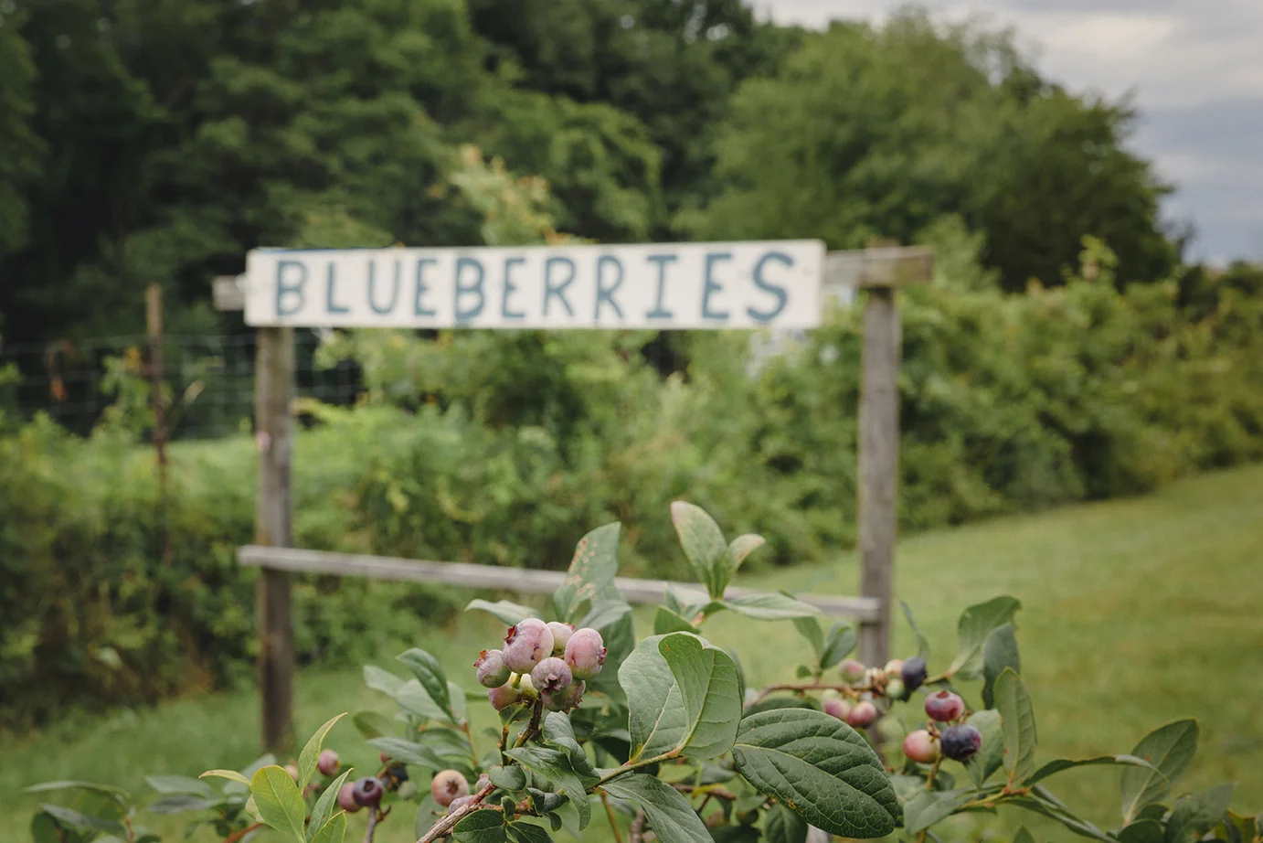 BlueberryPicking_EllsFarm_0029.jpg