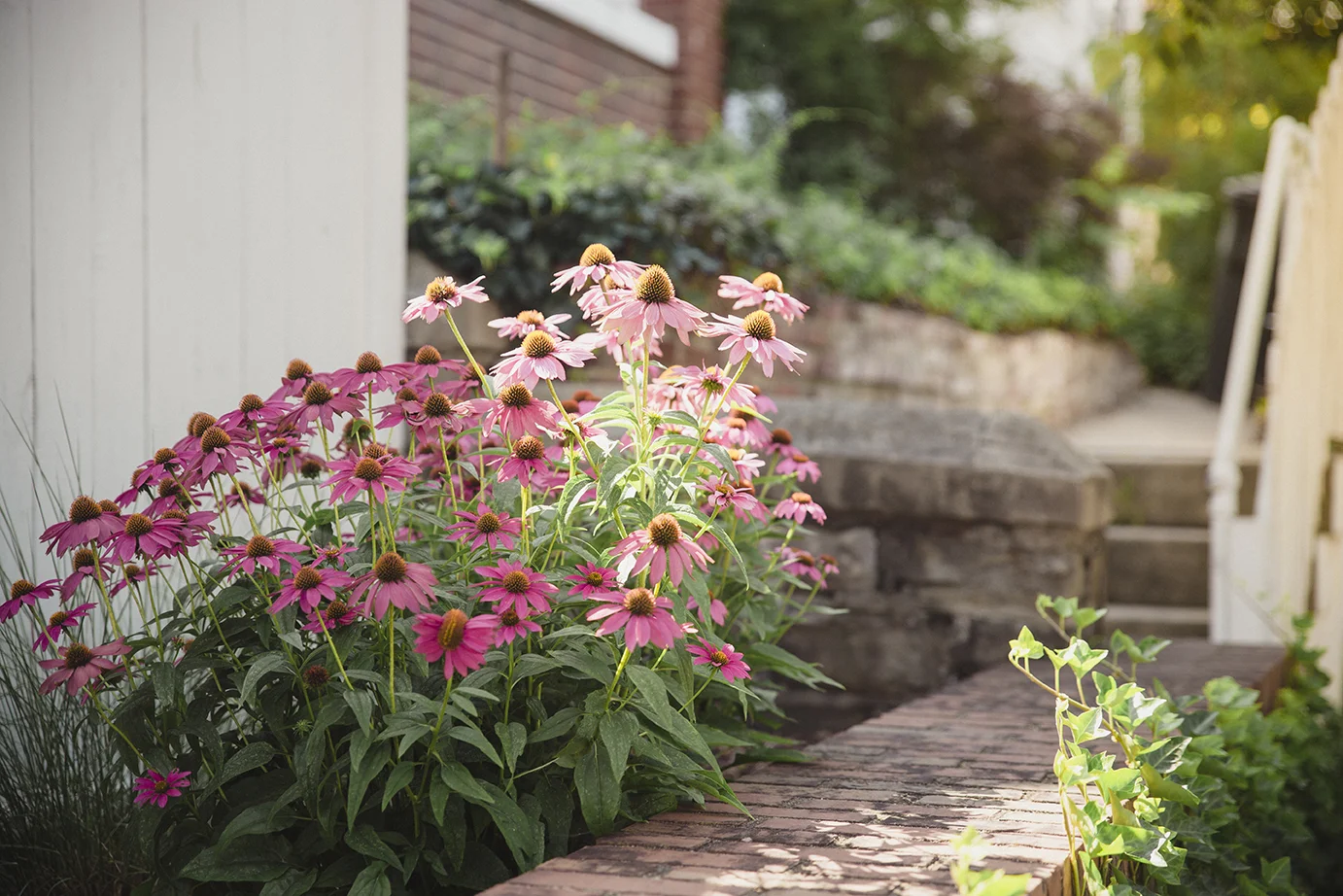 Coneflowers_MorningLight_0004.jpg