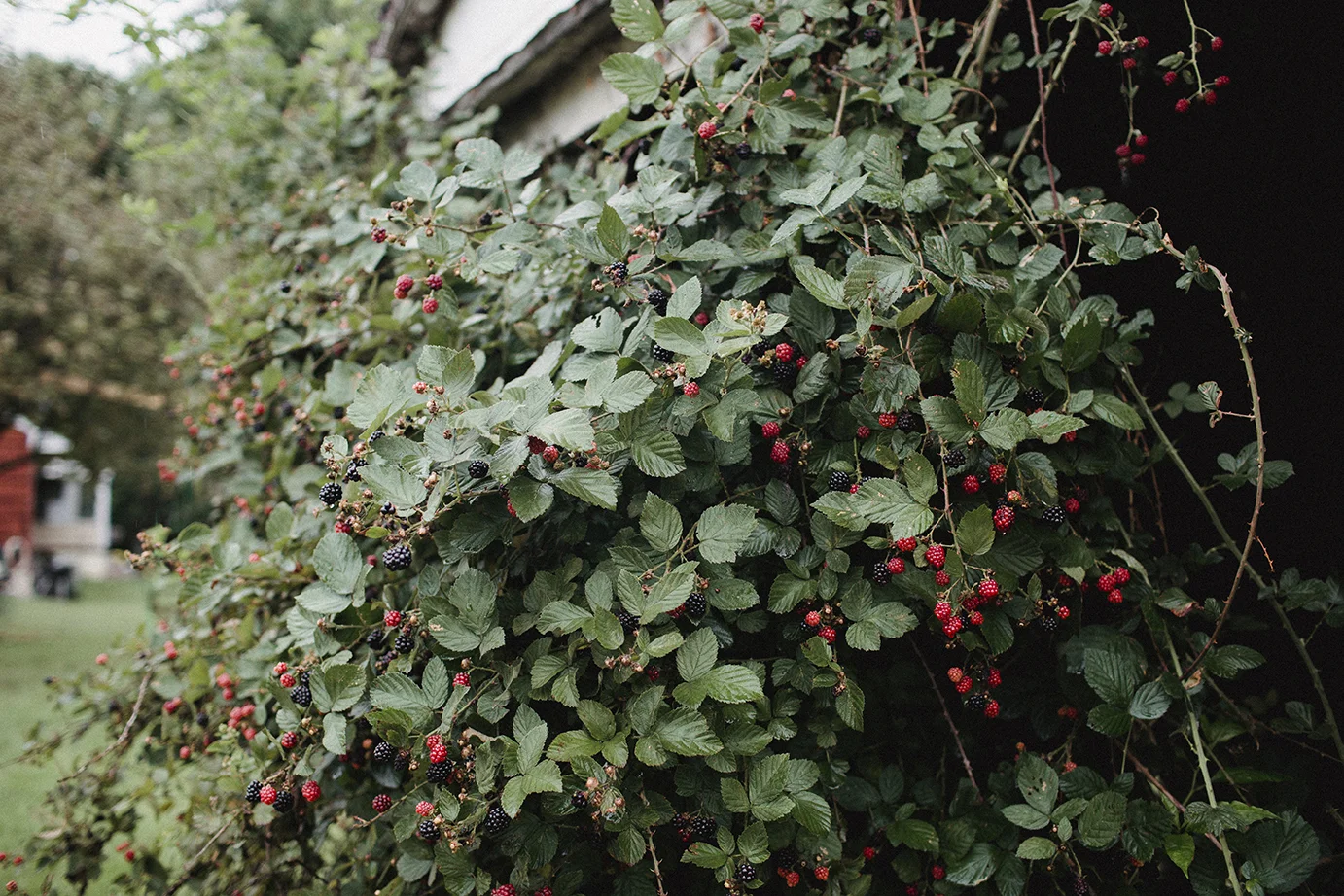 Blackberries_Shed_0017.jpg