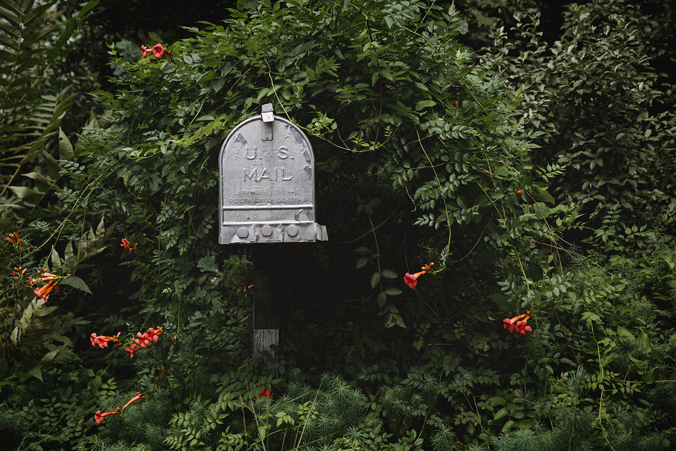 Mailbox_Vines_0005.jpg