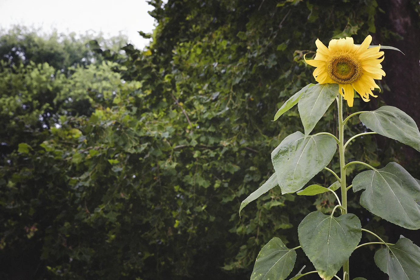 DowntownGreens_Sunflowers_0007.jpg