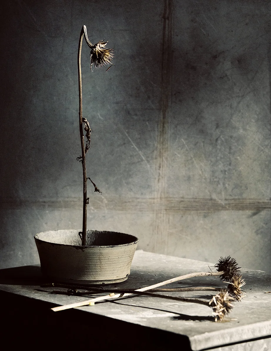 Fall_Plant_Study_0064_crop.jpg