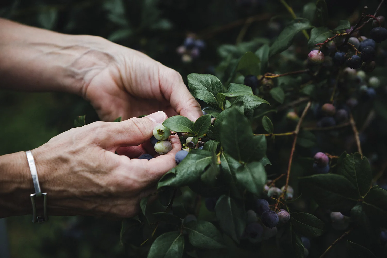 BlueberryPicking_EllsFarm_0038.jpg