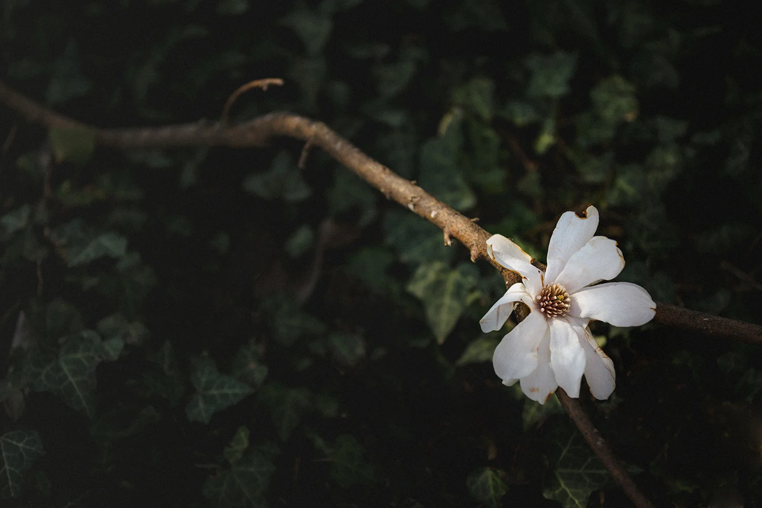 Star Magnolia, Fall Hill Avenue, Fredericksburg, Virginia