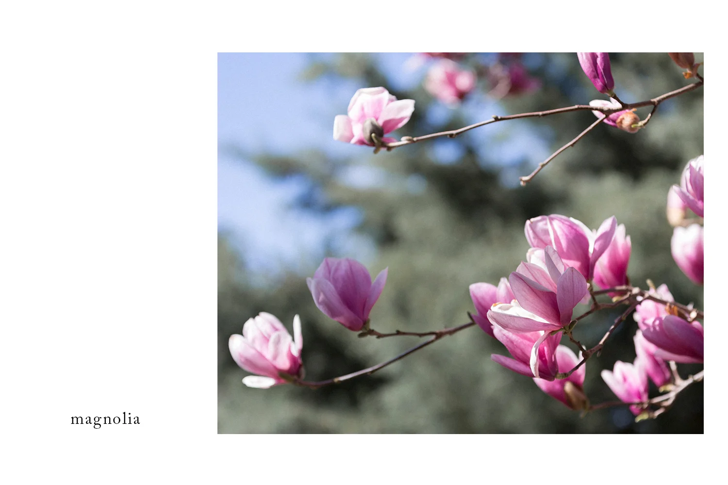 Magnolia_book_page.jpg