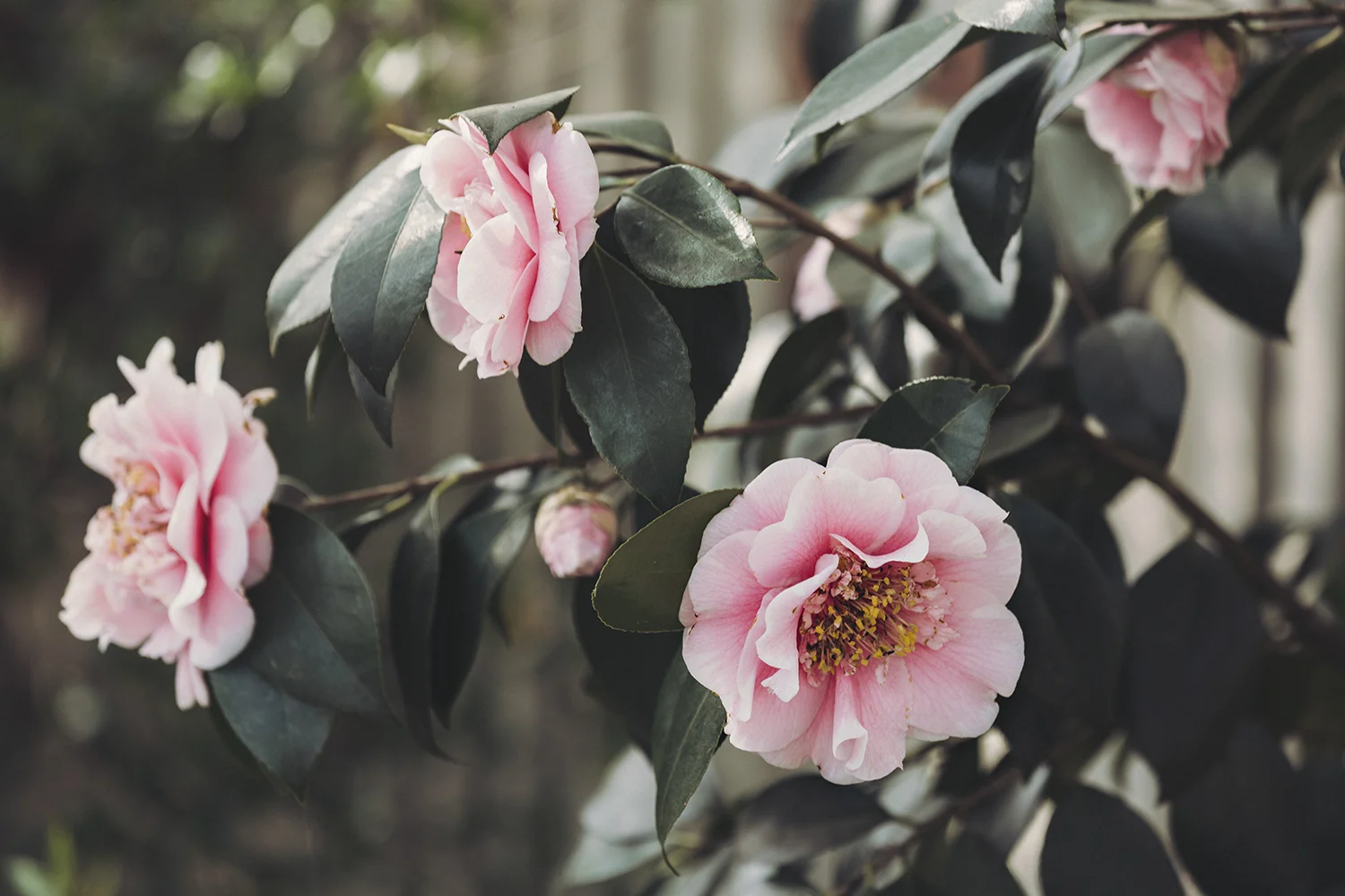 Camellias_Pink_White_0009.jpg