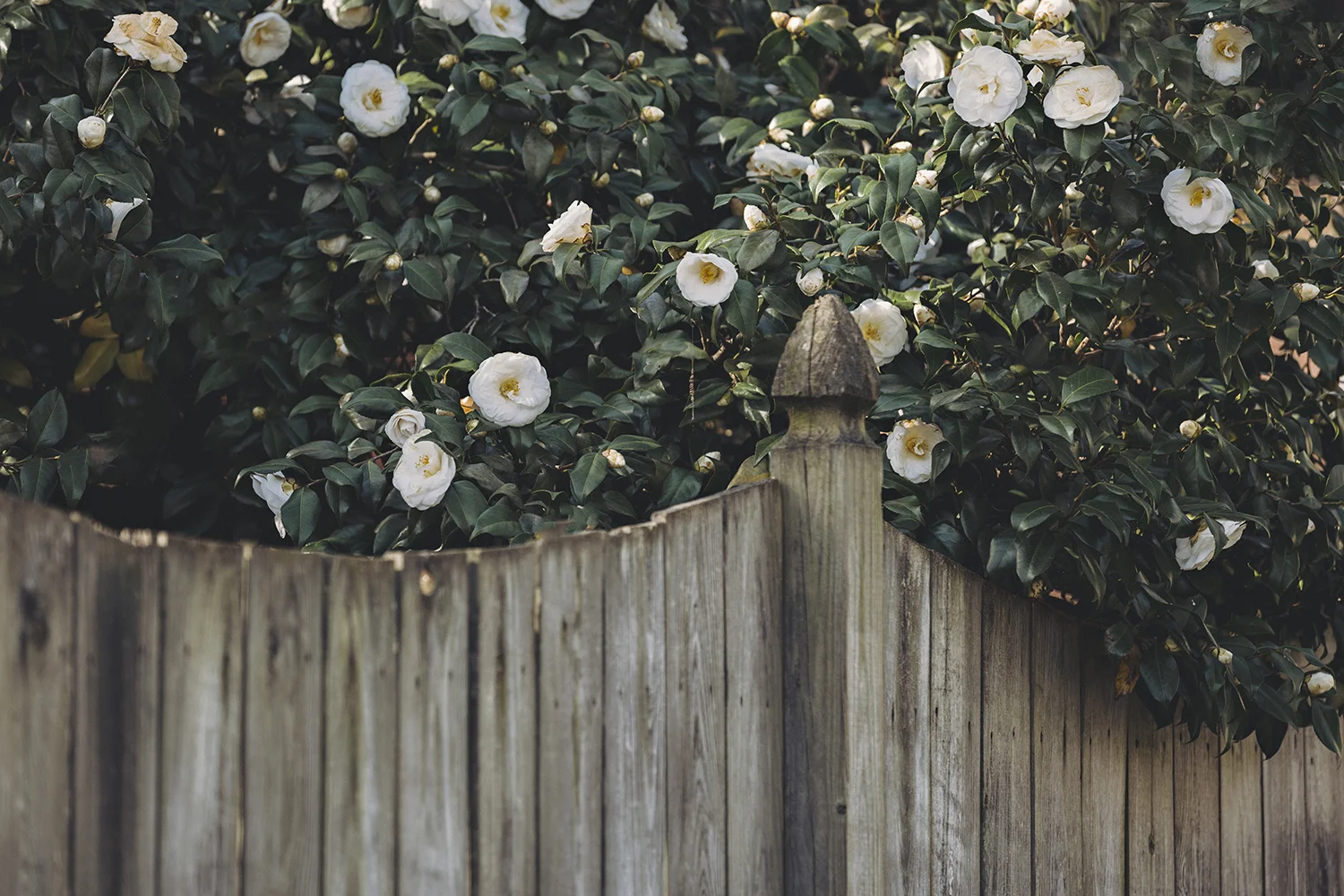 Camellias_Pink_White_0018.jpg