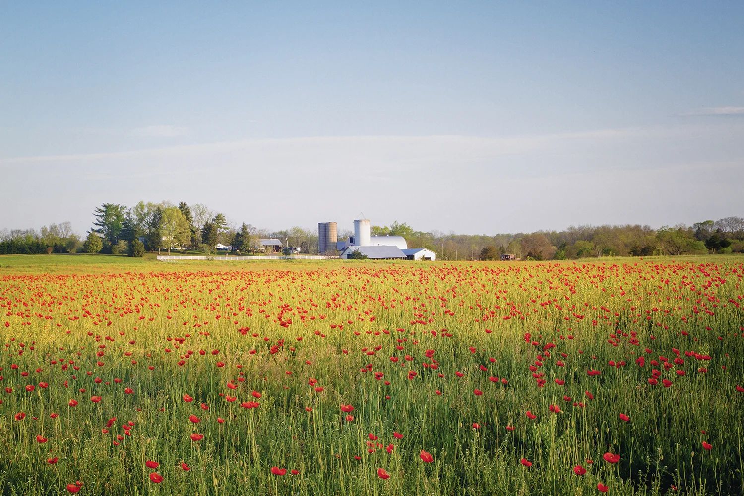 Field_Poppies_0005.jpg