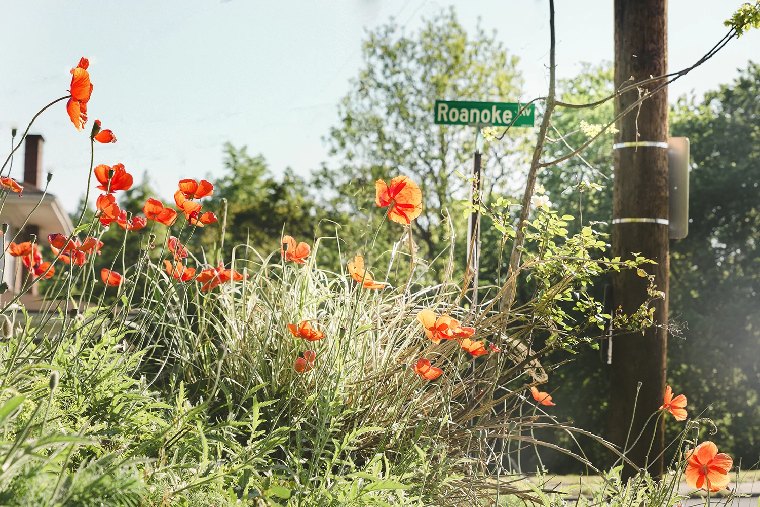 Poppies_Roanoke_0040.jpg