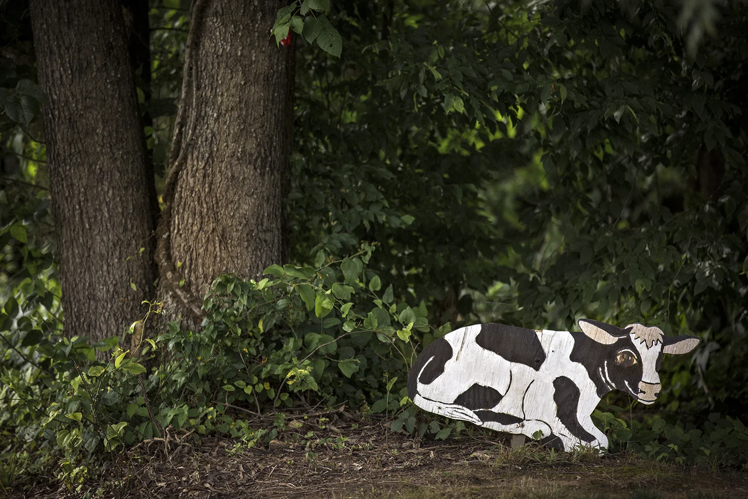 ElysFord_Road_Spotsylvania_0043.jpg