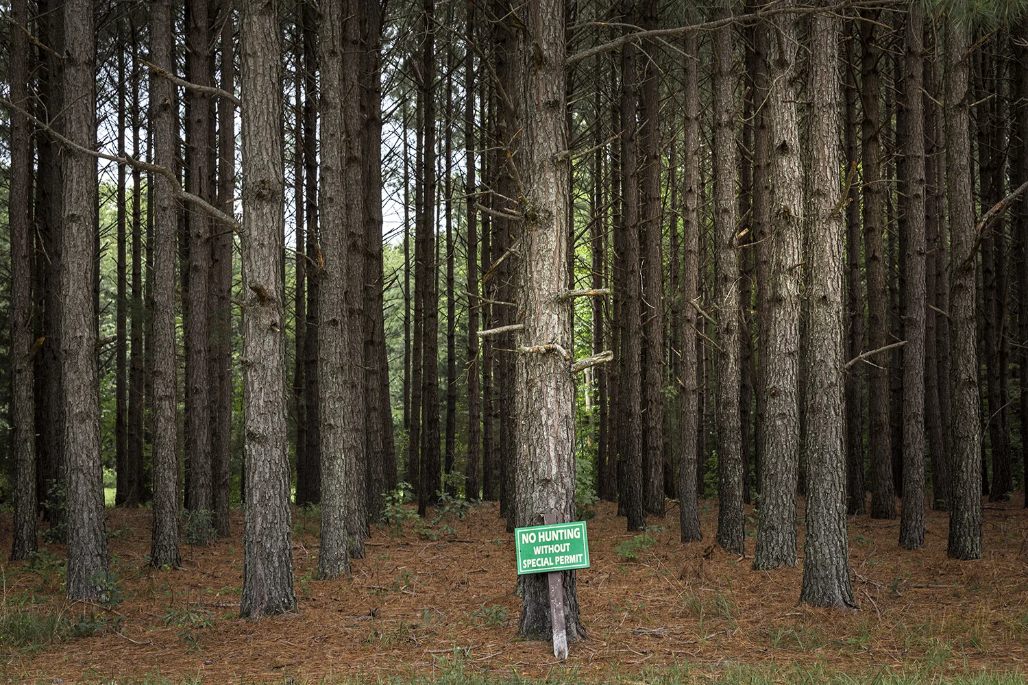 TreeFarm_Louisa_0017.jpg