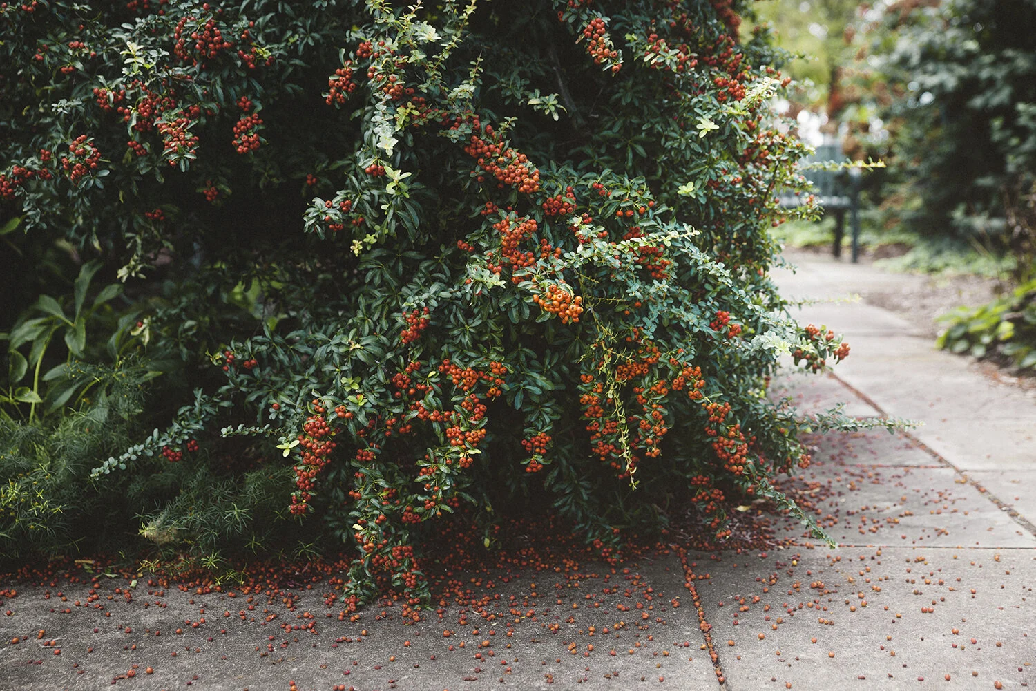 Pyracantha_0007.jpg