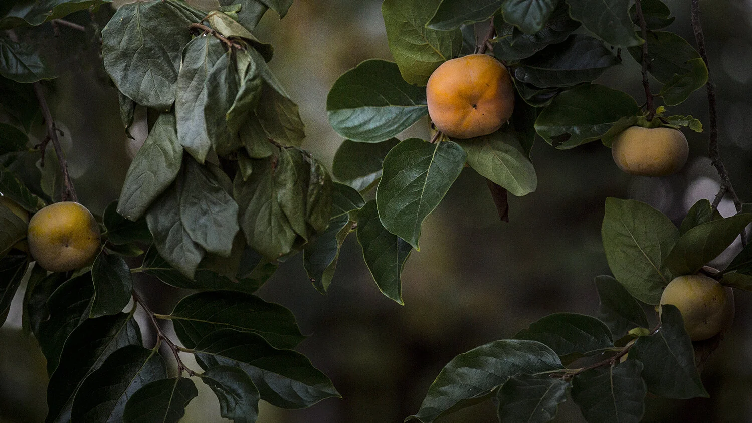 Persmimmon_Tree_0002.jpg