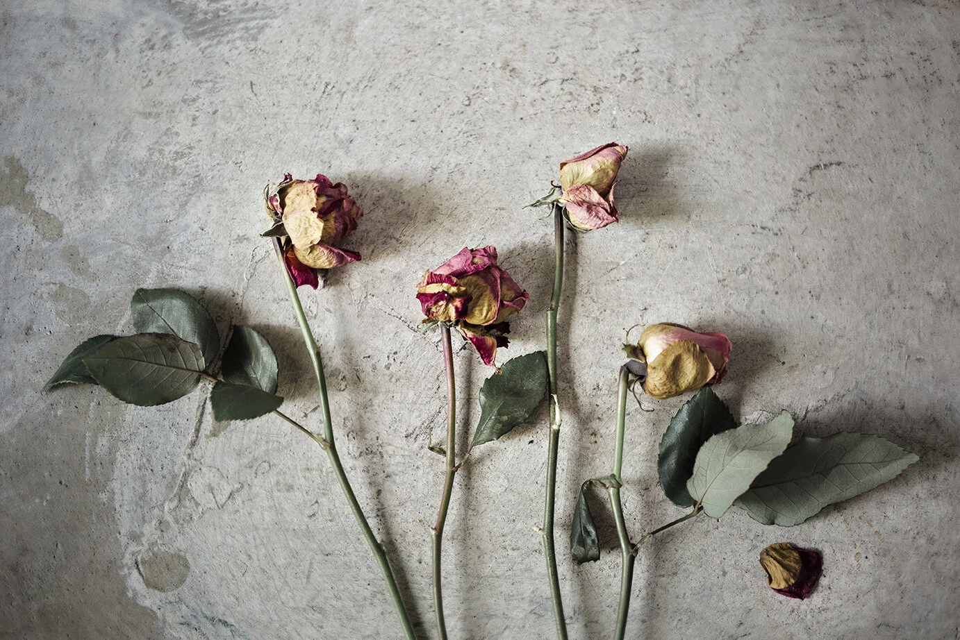Roses_Decayed_0002.jpg