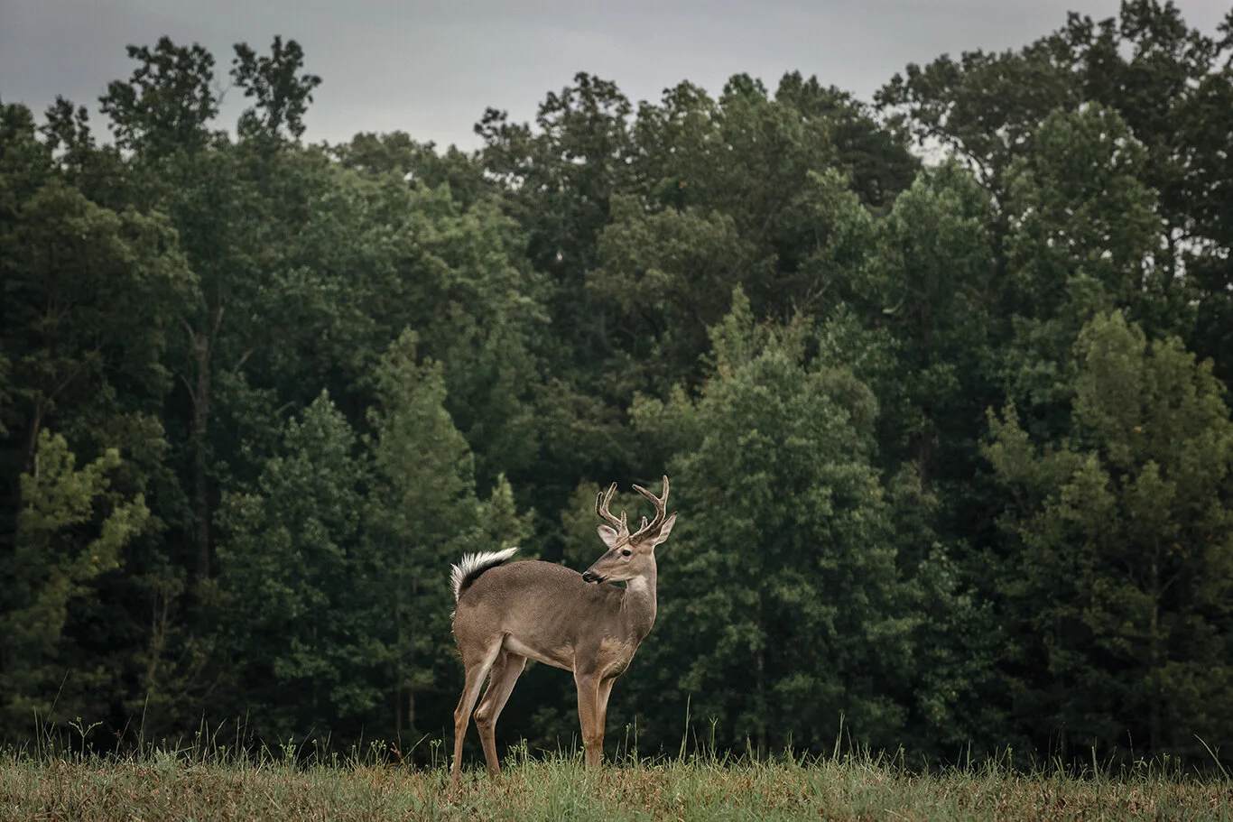 Deer_Morning_Spotsylvania_Battlefield_0057_V2.jpg