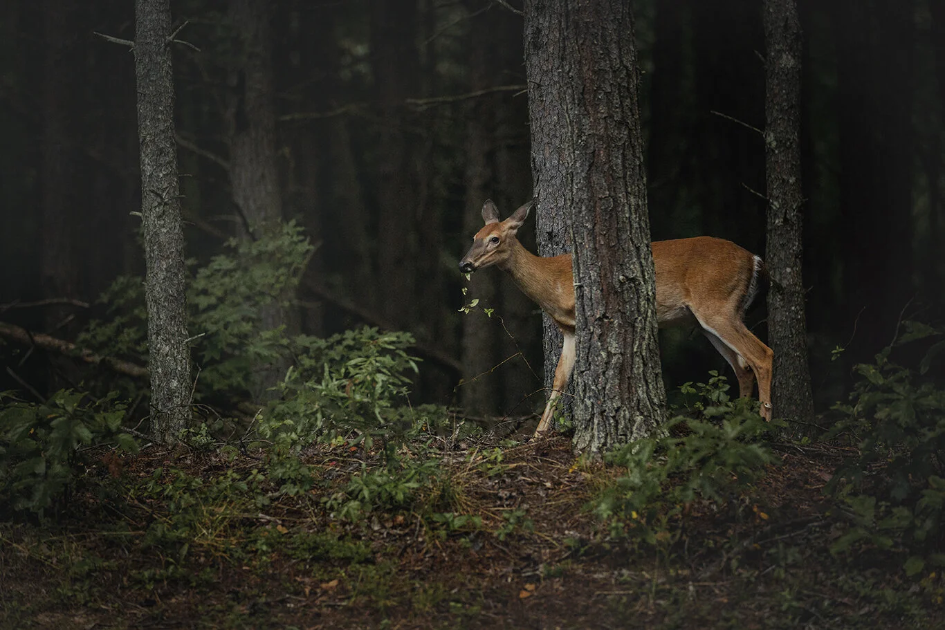 Deer_Morning_Spotsylvania_Battlefield_0016_V2.jpg