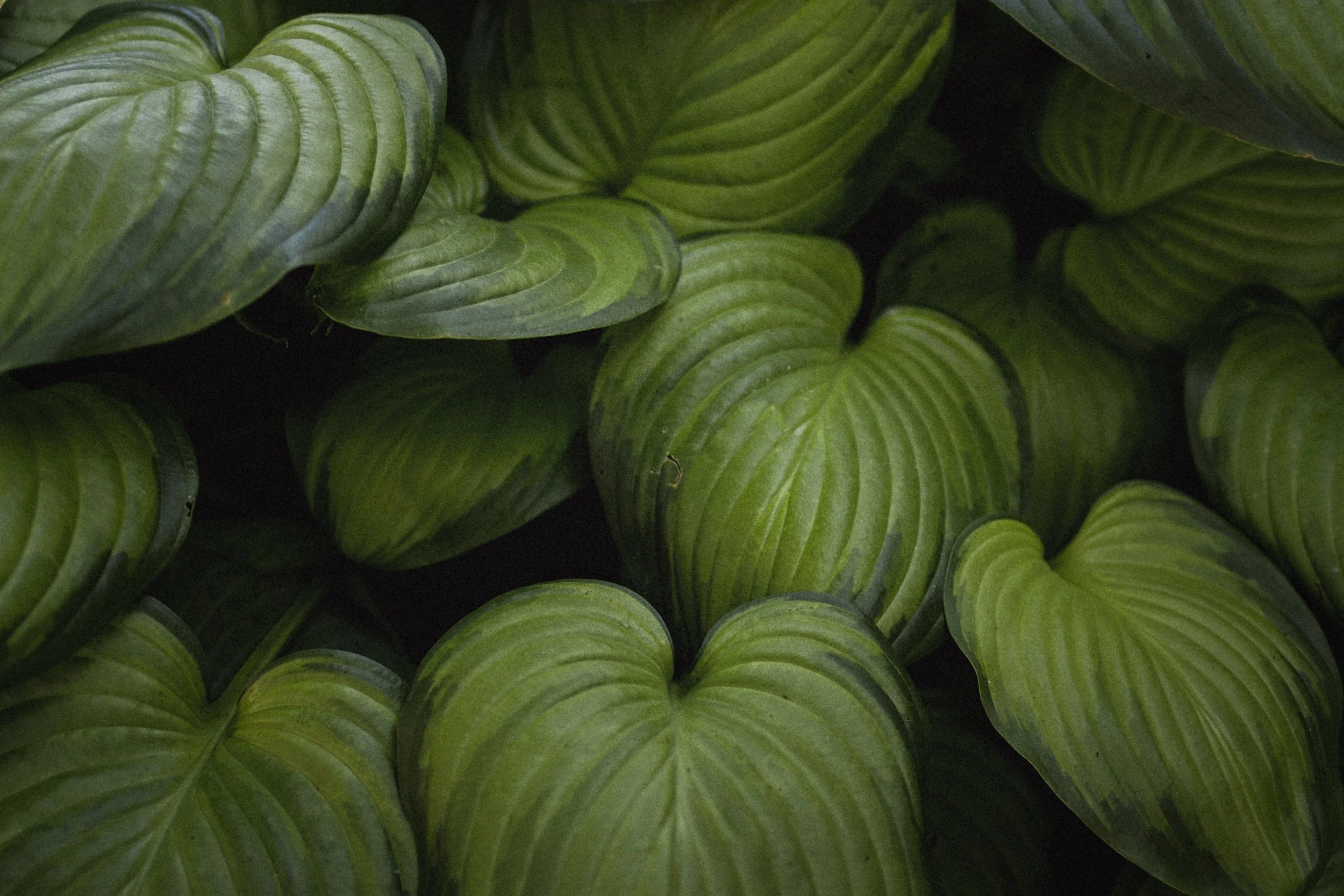 Hostas_and_WindowBox001.jpg