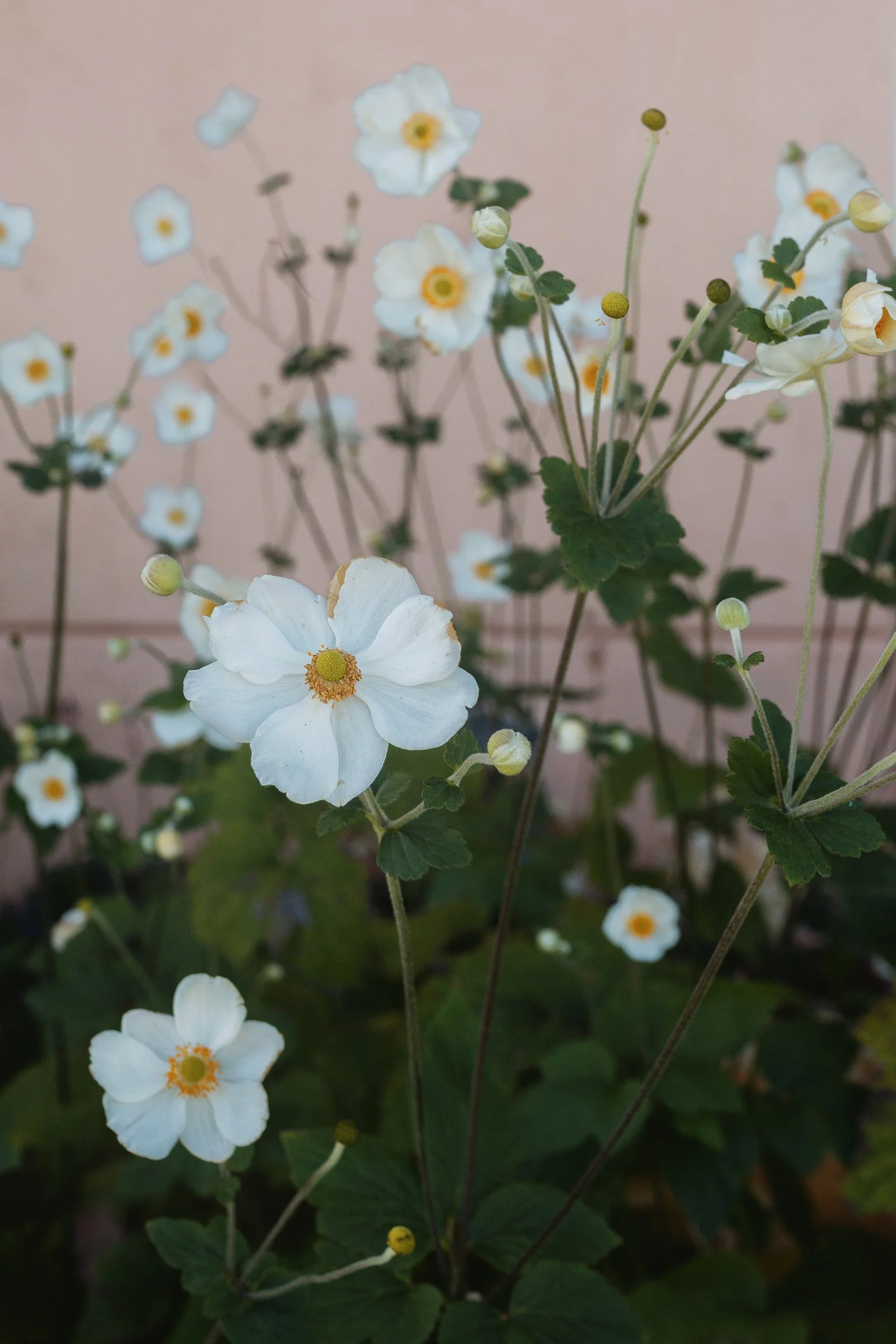 Anemone_Arbys_0006_V2.jpg