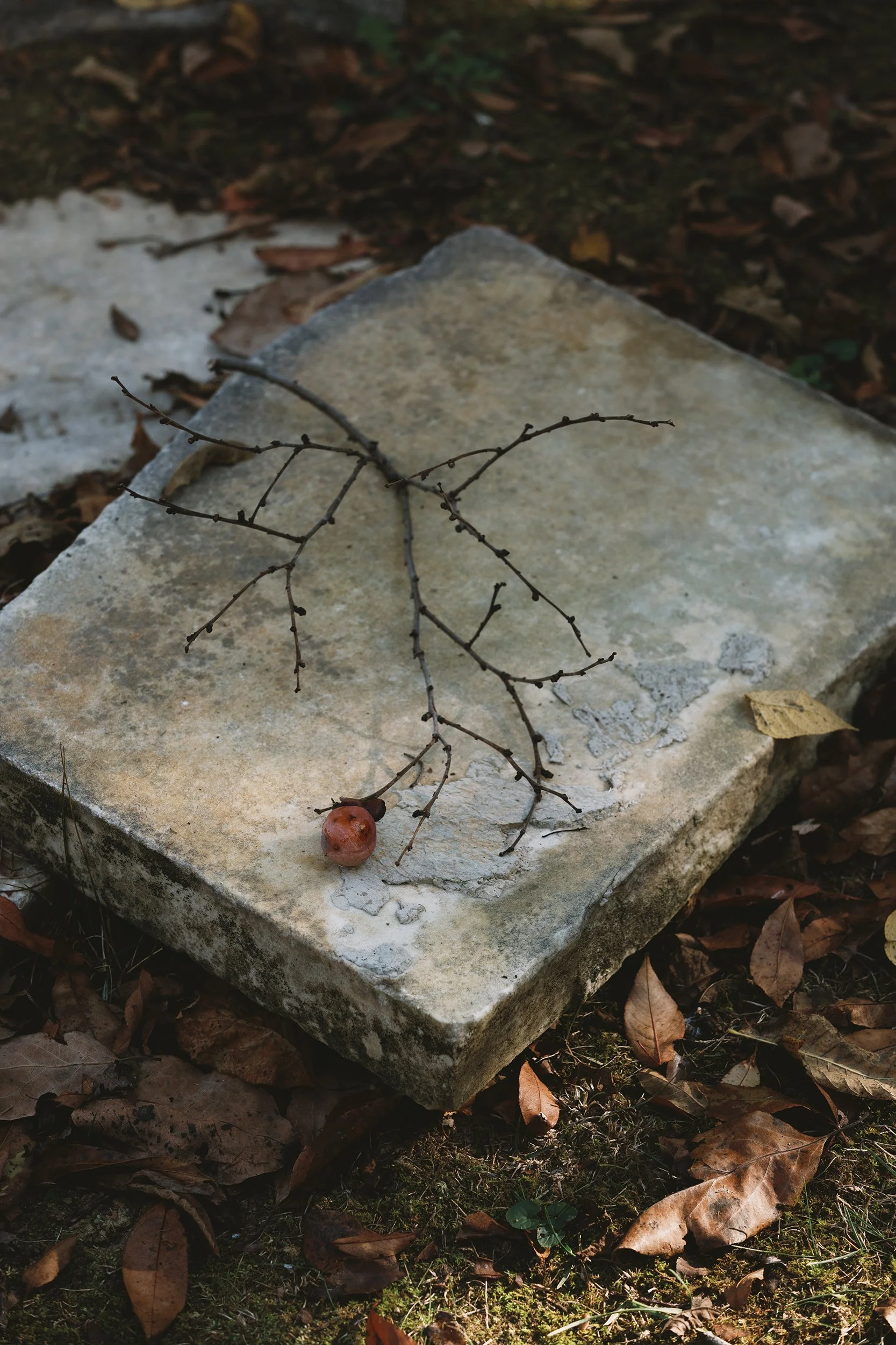 Persimmon_Tree_Spotsylvania_Courthouse_0061.jpg