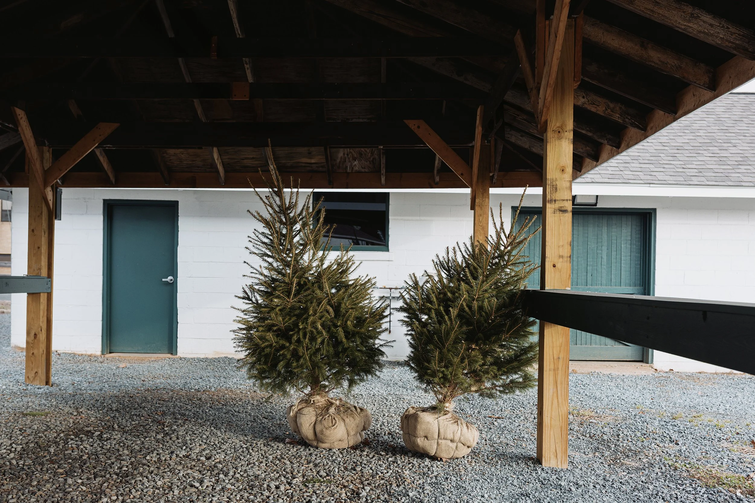 The Last of the Christmas Trees