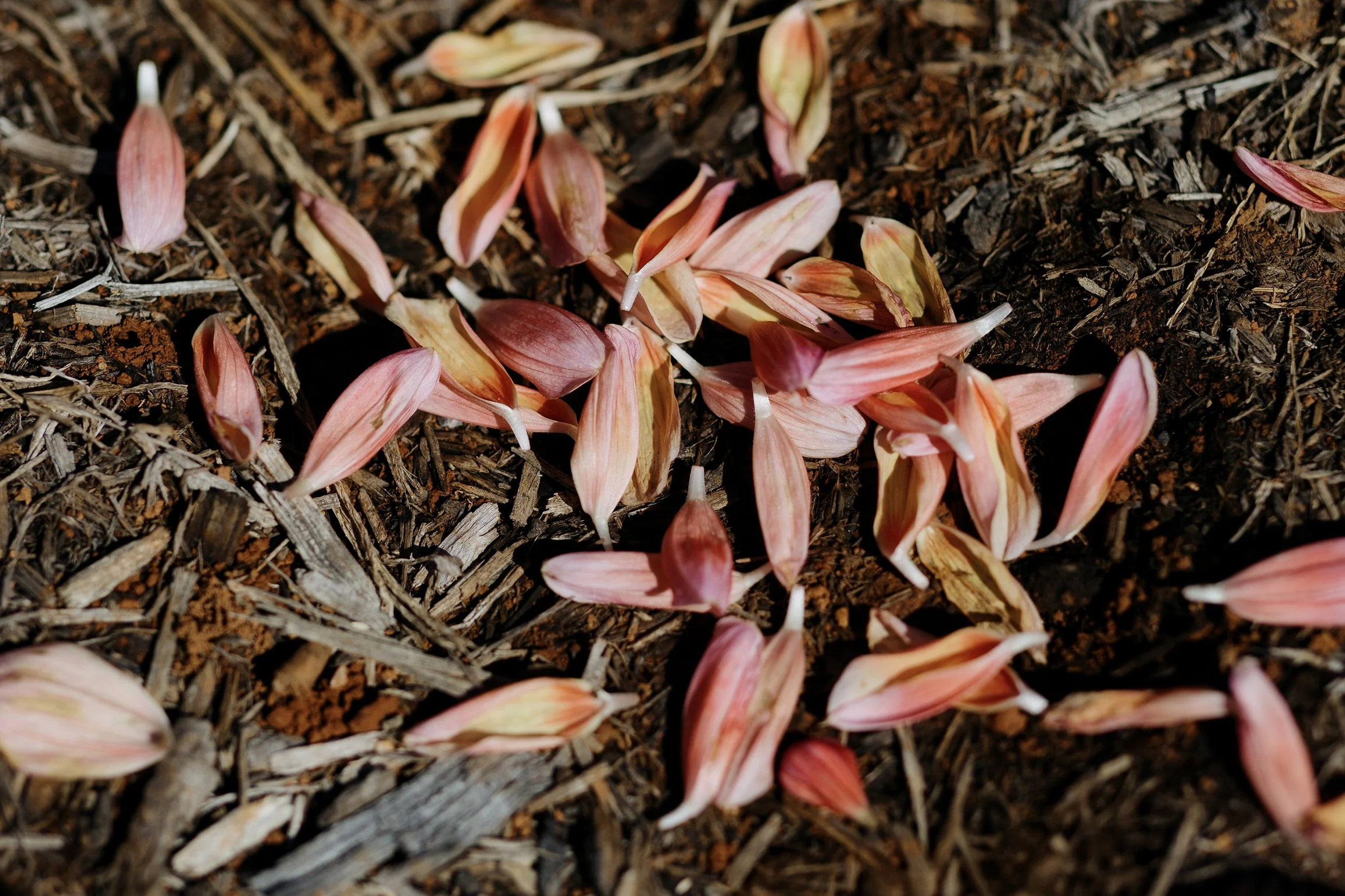 Grelen_Gardens_Flower_Field_0021.jpg
