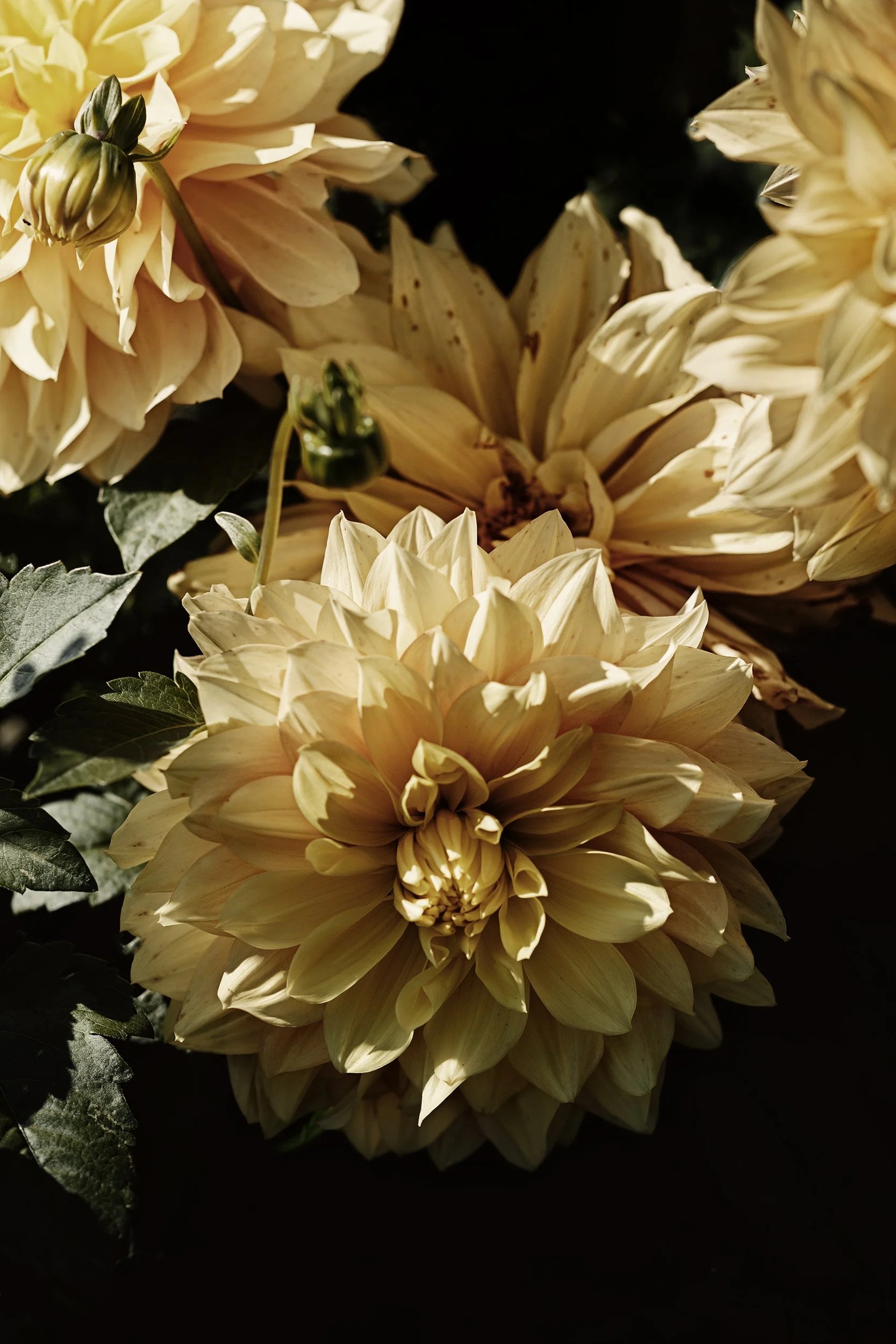 Grelen_Gardens_Flower_Field_0033_crop.jpg
