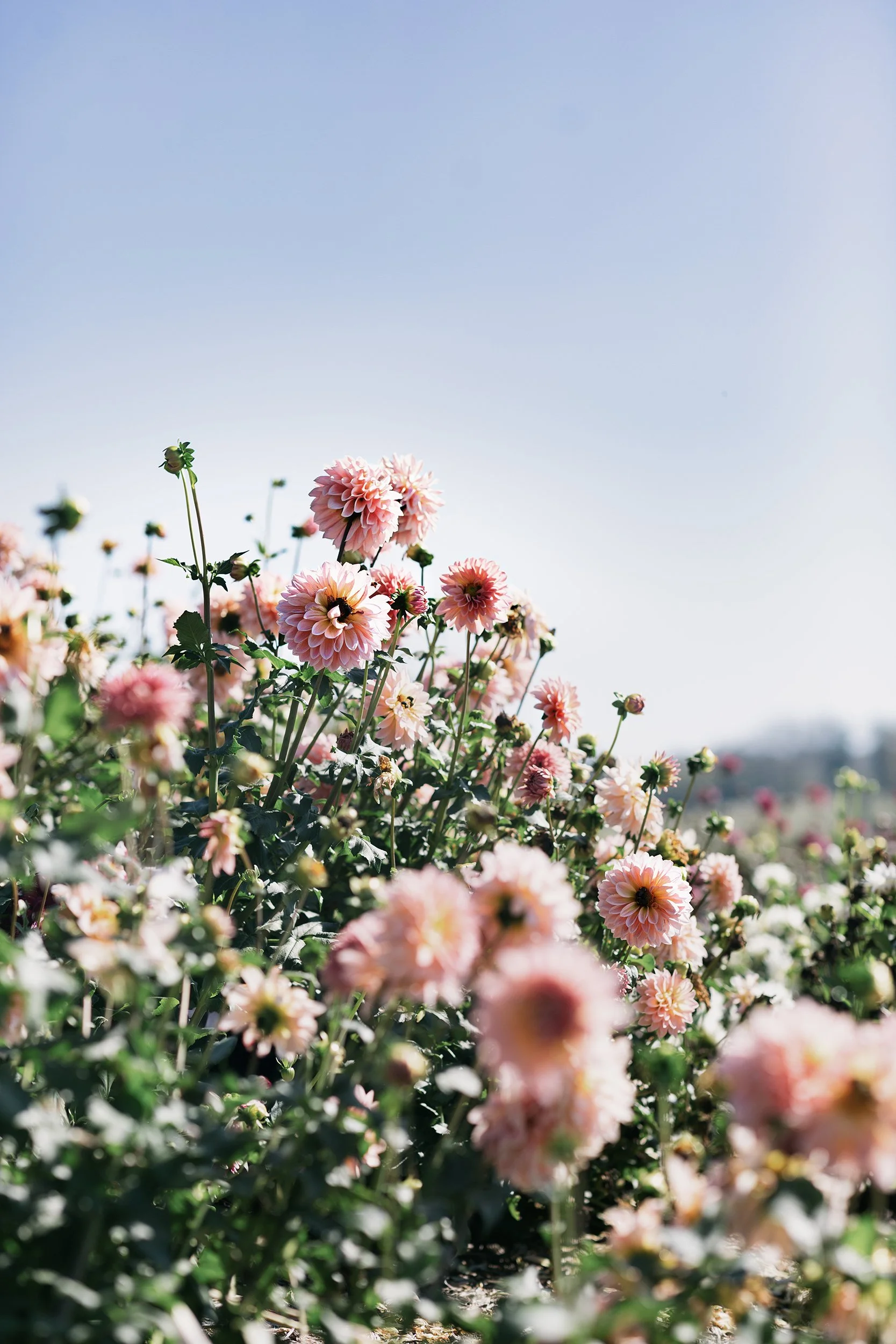 Grelen_Gardens_Flower_Field_0073.jpg