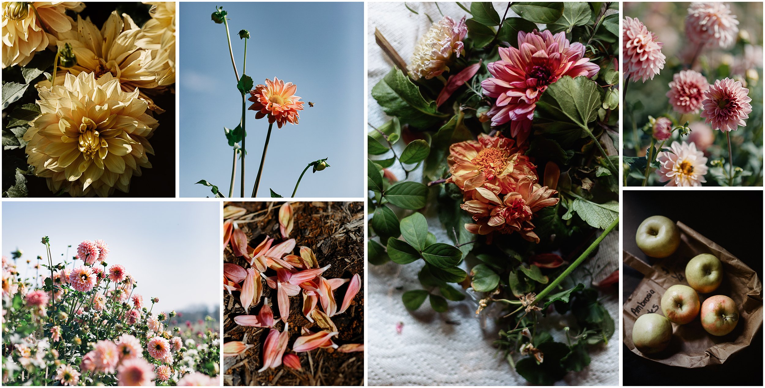 Grelen_Gardens_Flower_Field_Collage3.jpg