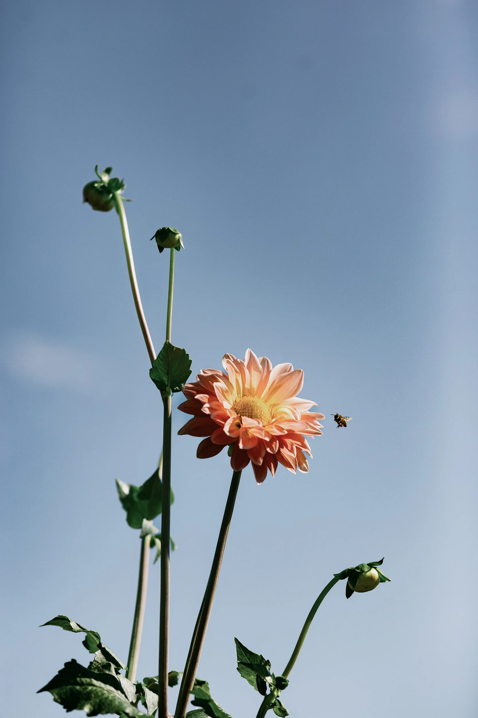 Grelen_Gardens_Flower_Field_0051.jpg