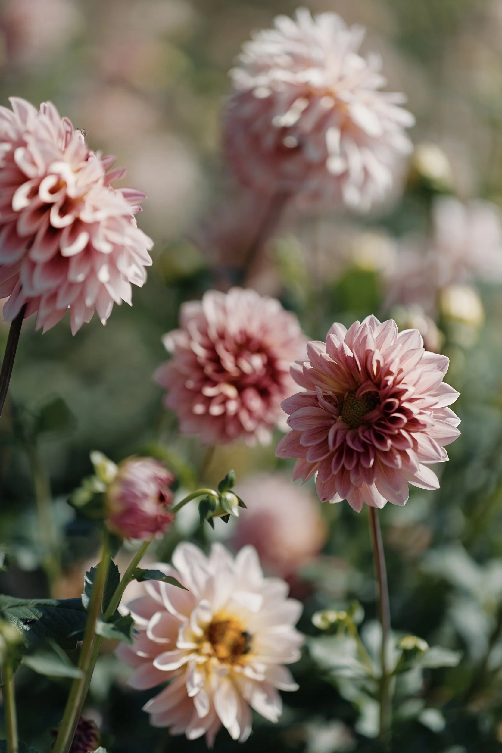 Grelen_Gardens_Flower_Field_0084.jpg