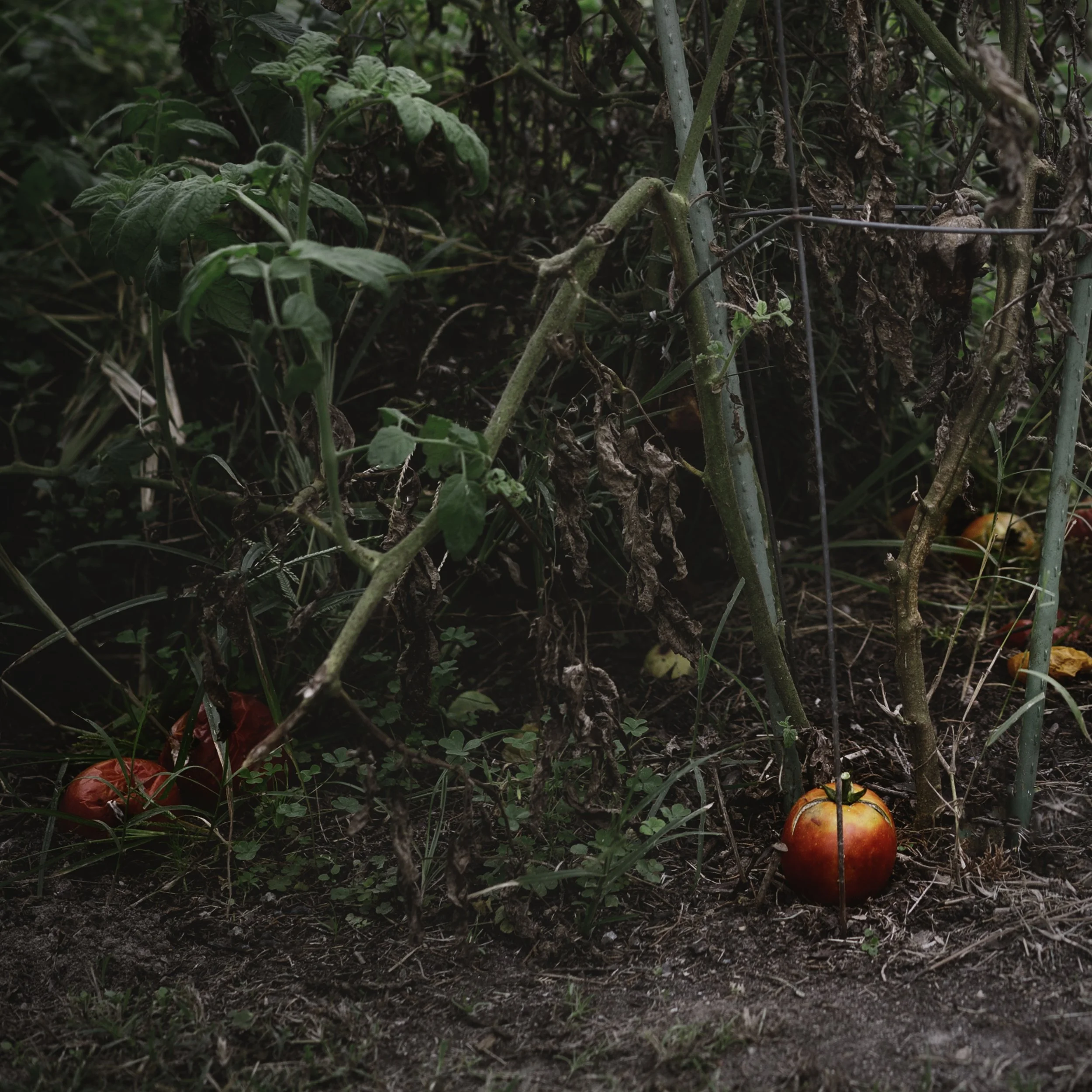 Freckled_Flower_Farm_Fall_0057.jpg