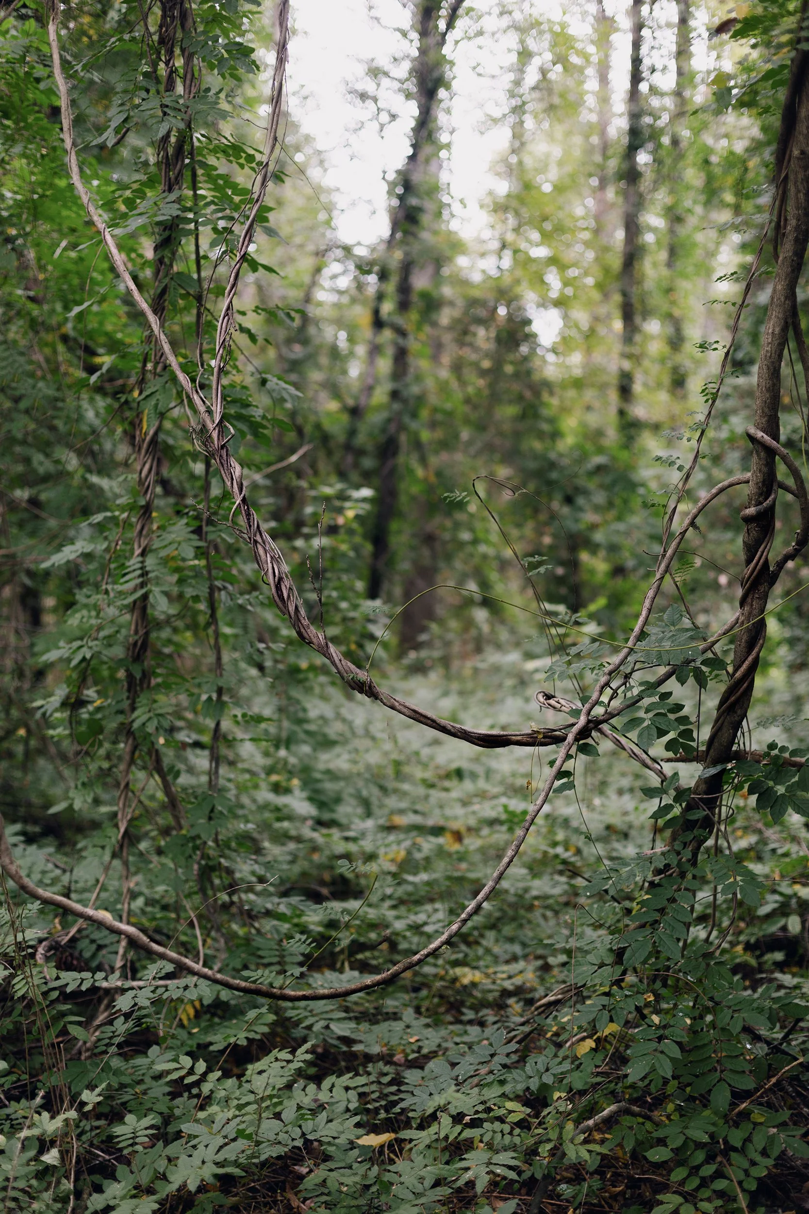 Spotsylvania_Battlefield_Vine_Trail_0010.jpg