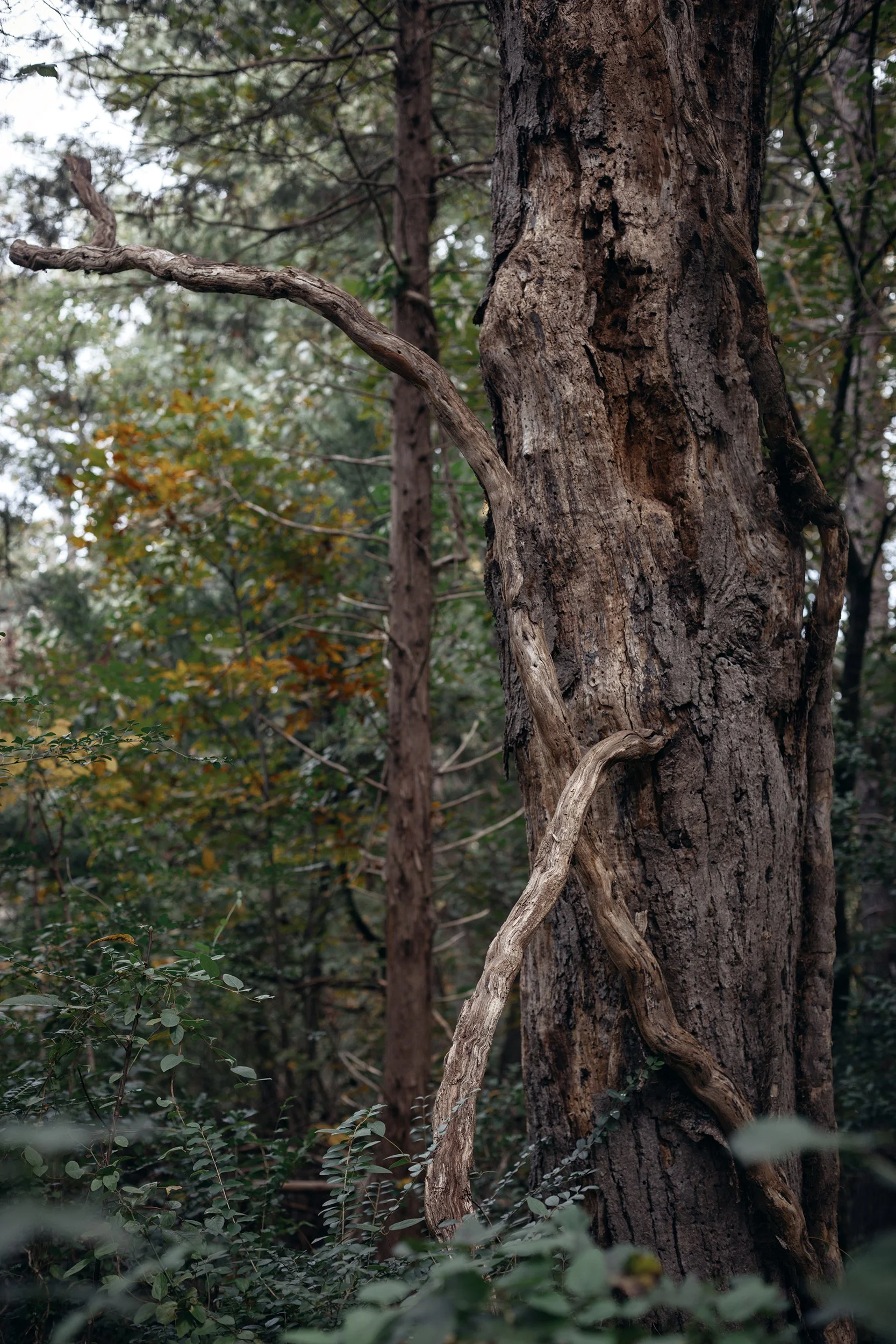 Spotsylvania_Battlefield_Vine_Trail_0049_V2.jpg