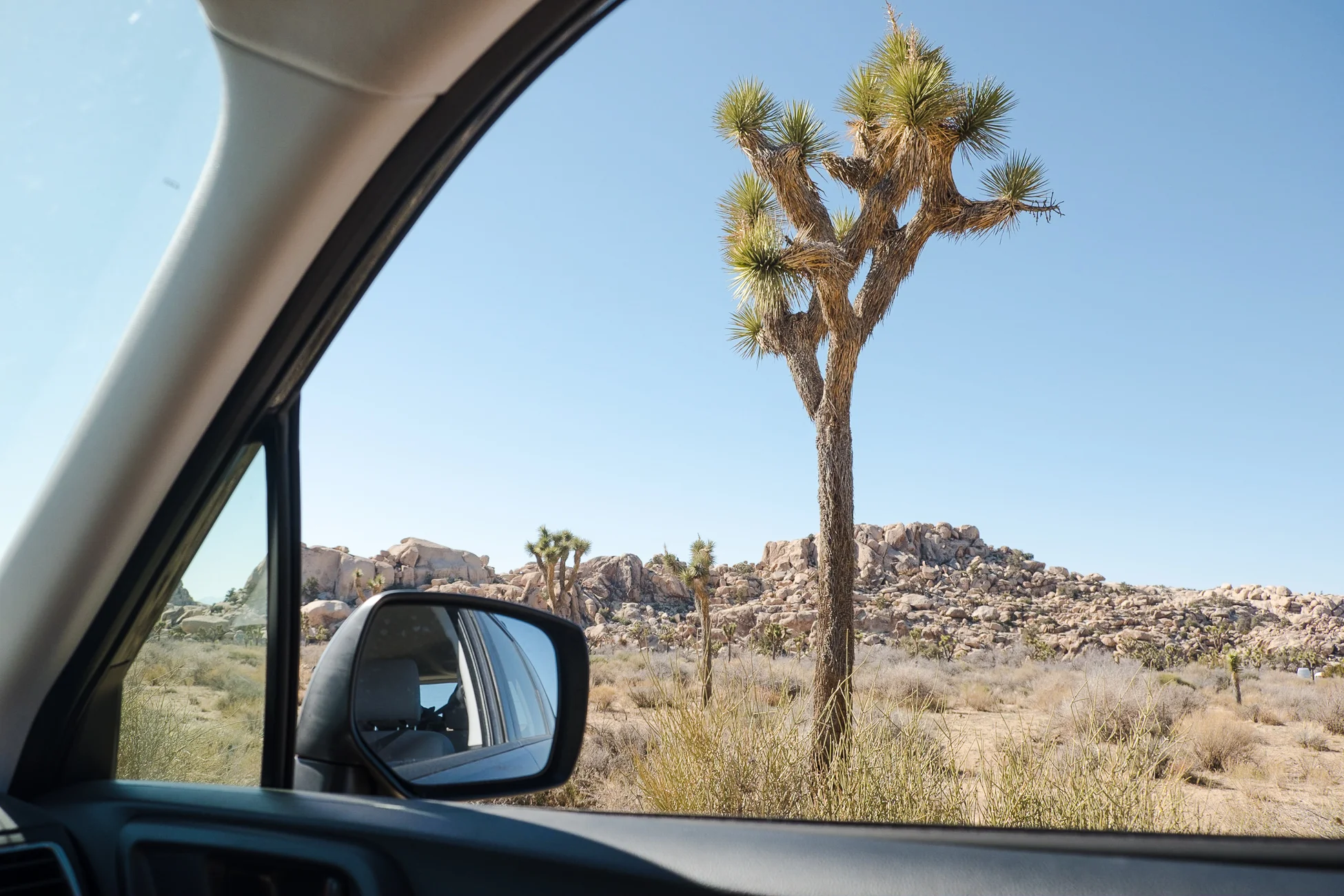 joshuatree9477.jpg