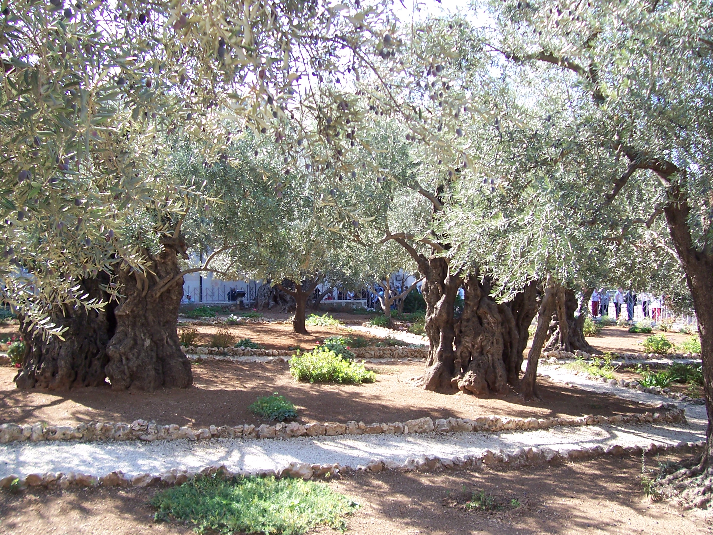 EDH_0517 - Gethsemane.JPG