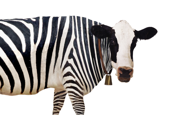 cow-thumb.png