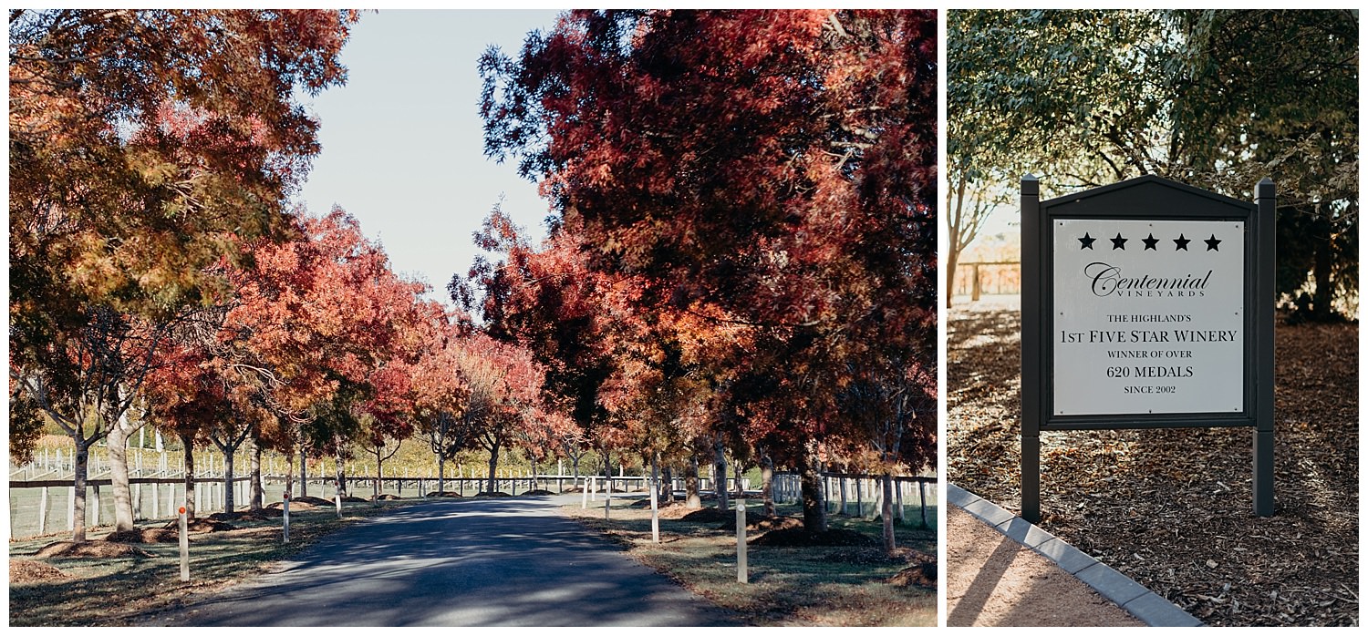 Bowral Southern Highlands Autumn Wedding - Centennial Vineyards red leaves