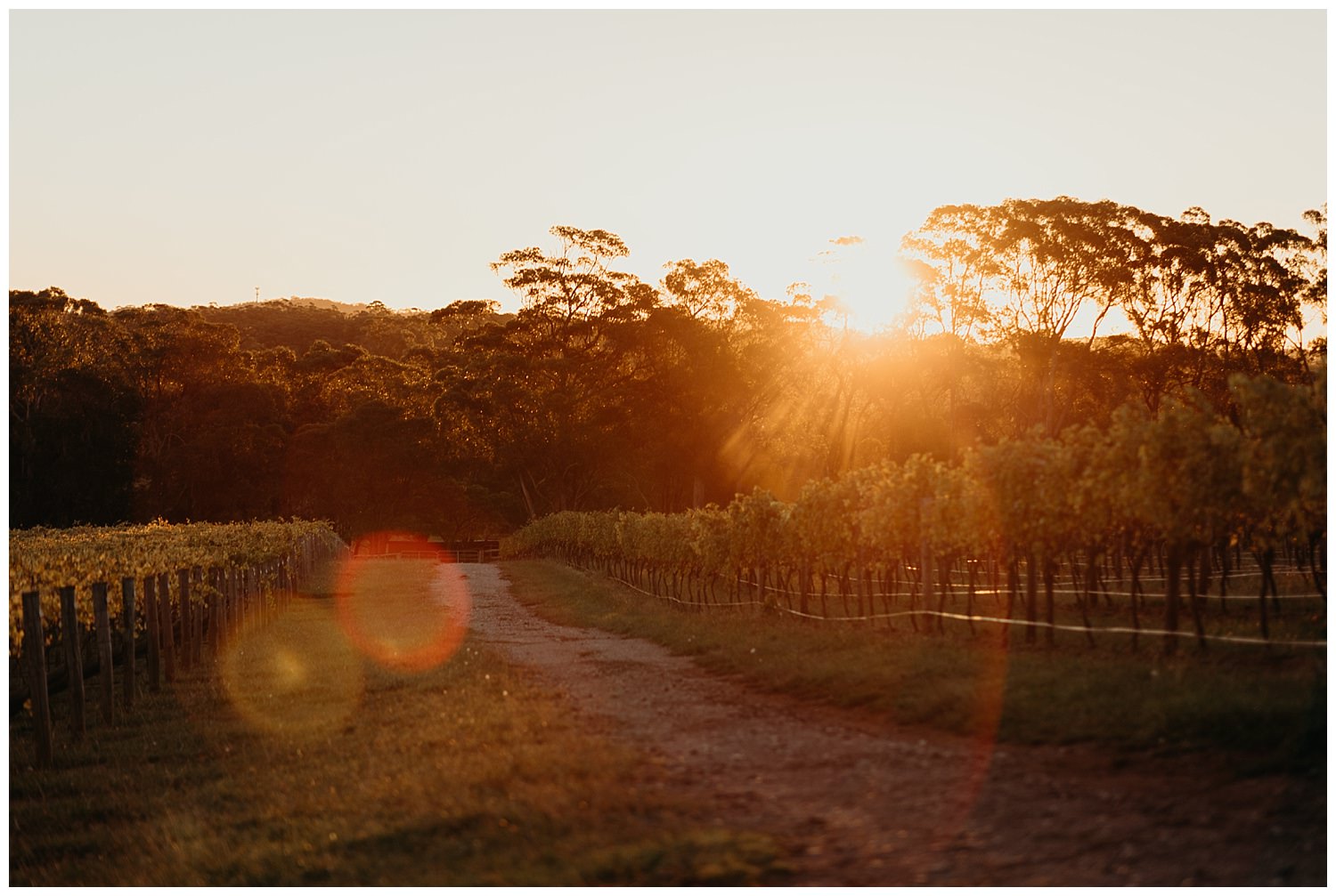 Bowral Southern Highlands Autumn Wedding - Centennial Vineyards Sunset