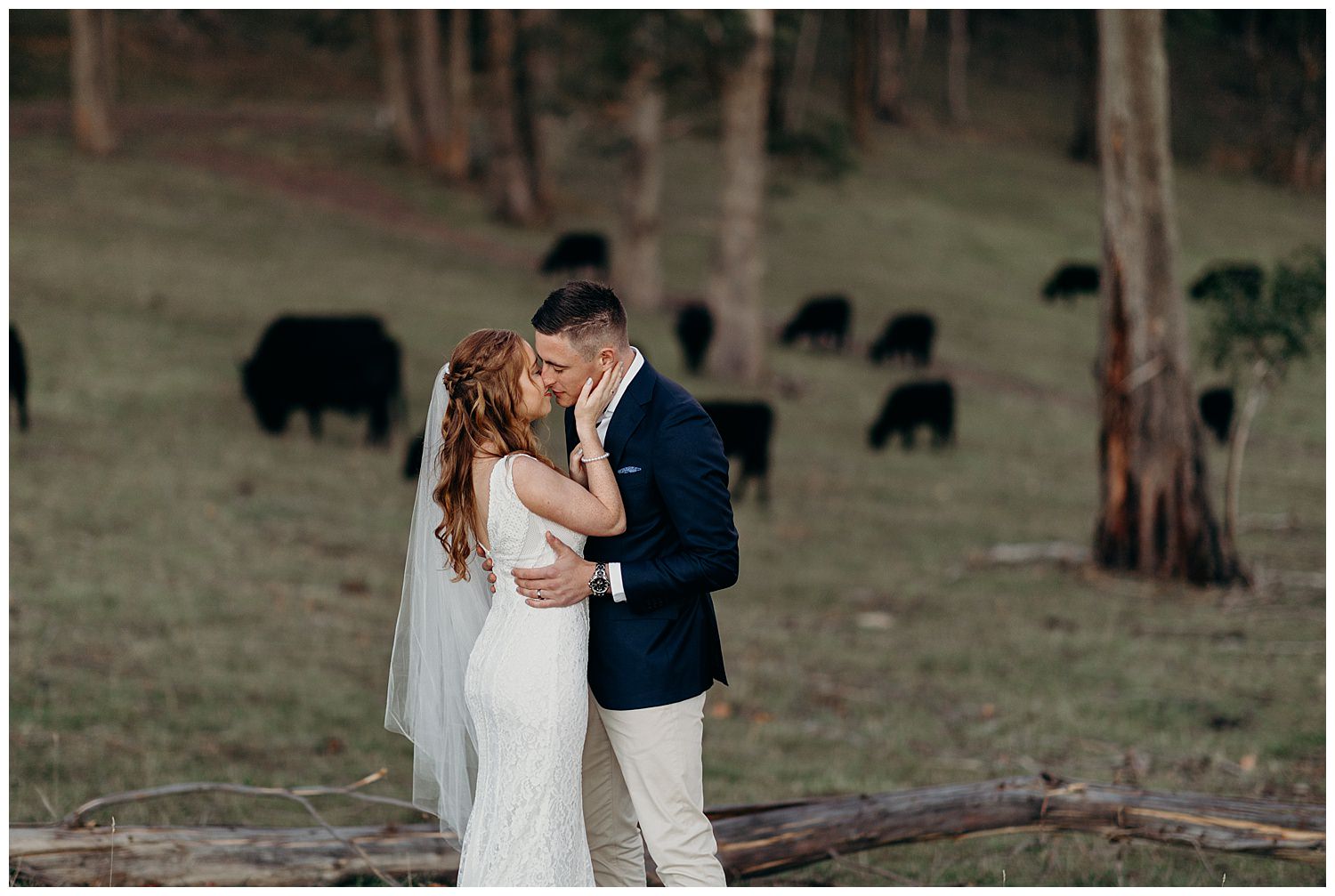Bowral Southern Highlands Autumn Wedding - Centennial Vineyard bride and groom in field with cows