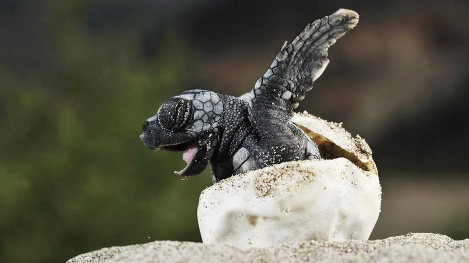 ww-baby-animals-sea-turtle.adapt.945.1.jpg