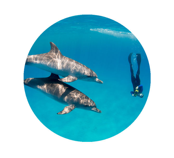 dolphins_portfoliomagazine.png