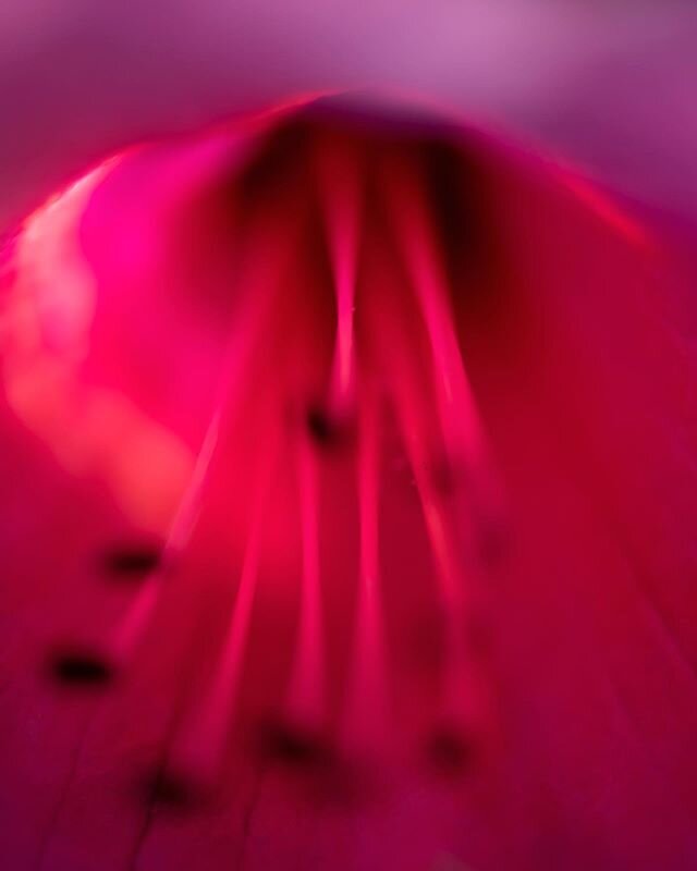 Fractal florals
#rhododendrons #inbloom #backyardphotography #macrophotography #artsyfartsy #colorful #rainbowhued #fractalphotography #fractals #florals #macrophotography #incameraeffects
