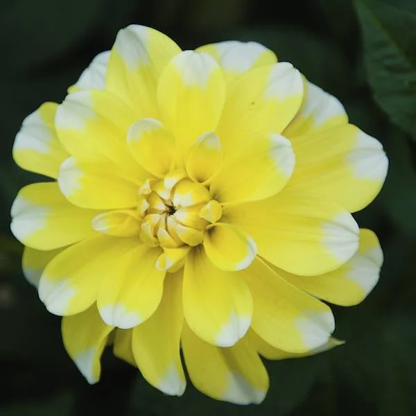 Lemon Cane - 4" Waterlily