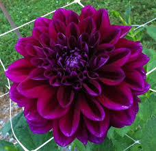Boogie Nites - 5" Decorative