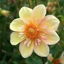 Apple Blossom - 4" Collarette