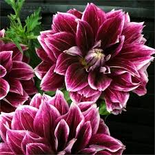 Sellwood Glory - 7" Decorative
