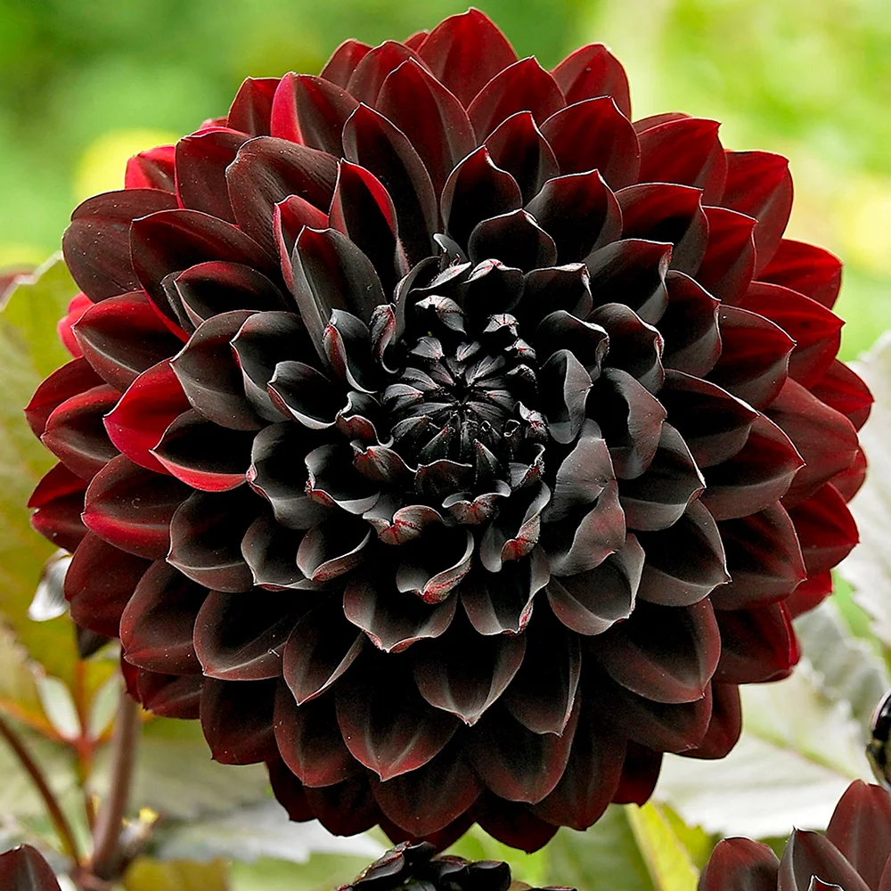 Karma Chocolate - 4" Waterlily