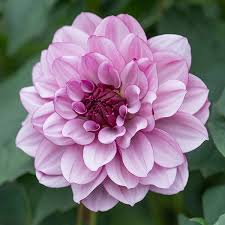 Creme de Cassis - 4-6" Waterlily