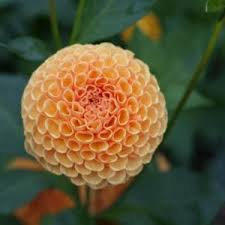 Amber Queen - 2" Pompom