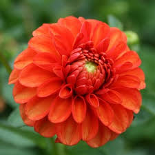 Lollipop - 2.5" Decorative